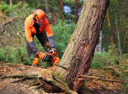 Why Choose Our Tree Removal Services in Milford, NJ?