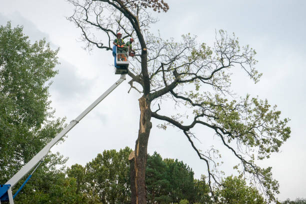 Best Tree Risk Assessment  in Milford, NJ